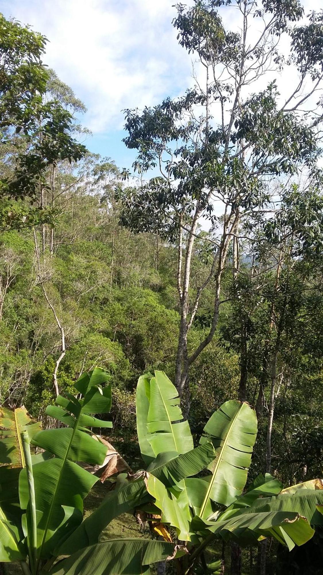 Kitnet Em Meio A Mata Atlantica Juquitiba Buitenkant foto